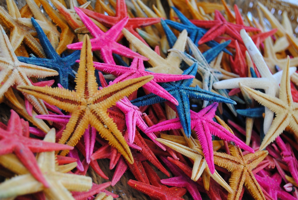 Le meraviglie del mare...