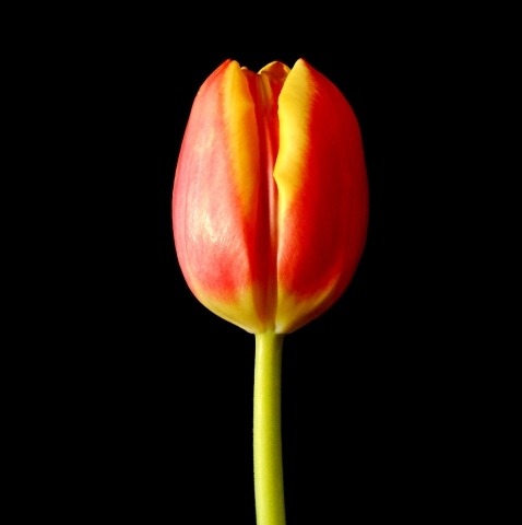 la tulipe rouge