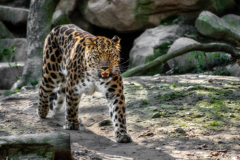 Leopardo