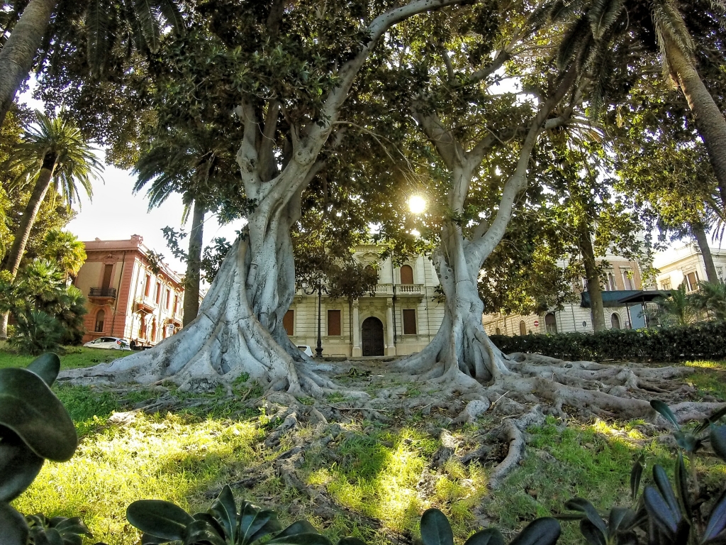 Gli alberi a Reggio Calabria