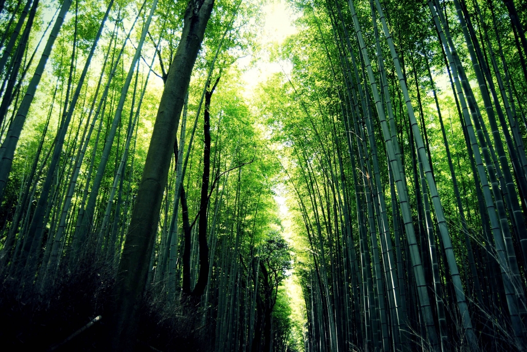 Foresta di Bambù