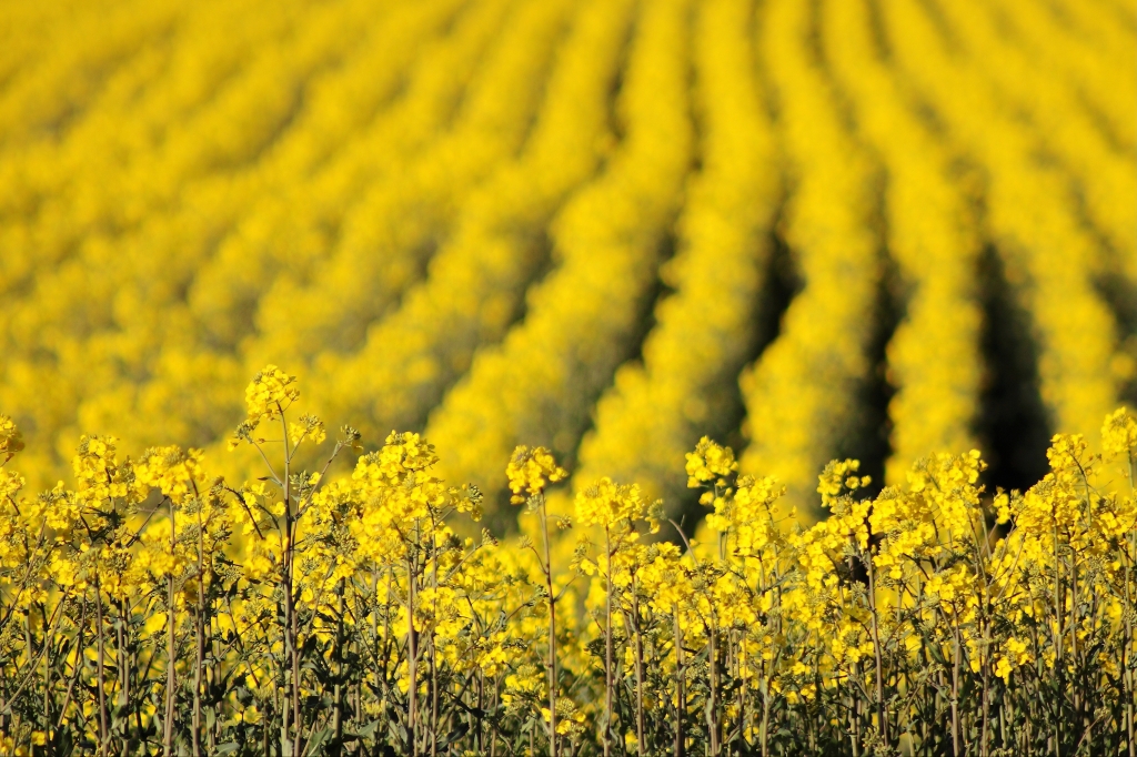 giallo...