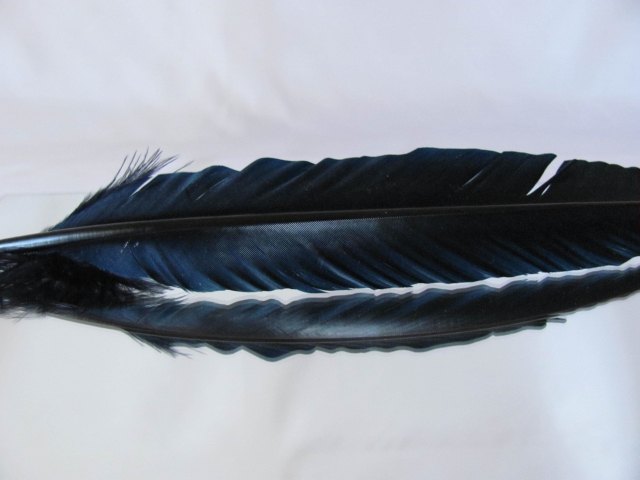 piuma blu · aleolla