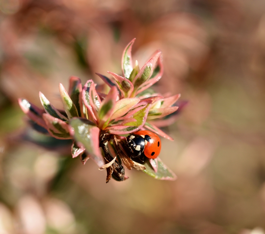 coccinella