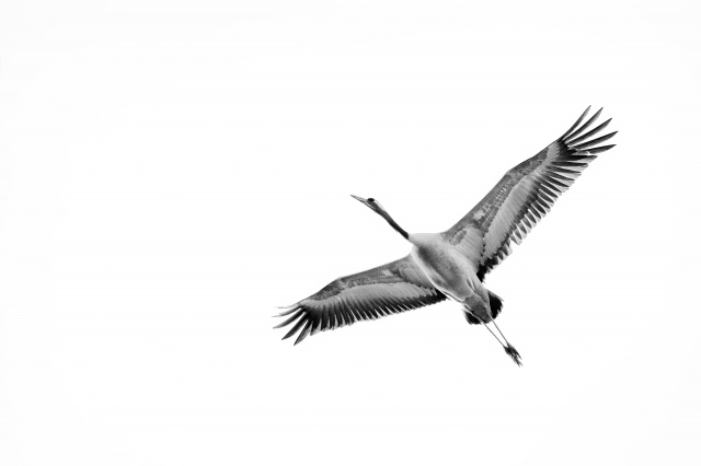 Minimal flight