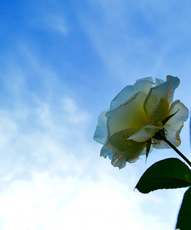 rosa in controluce