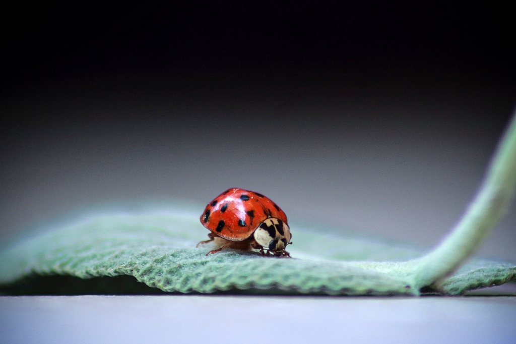 Coccinella
