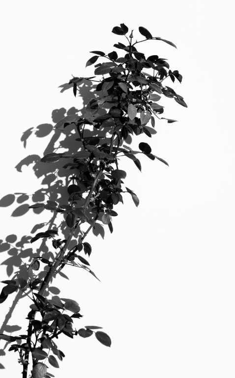 pianta di rosa
