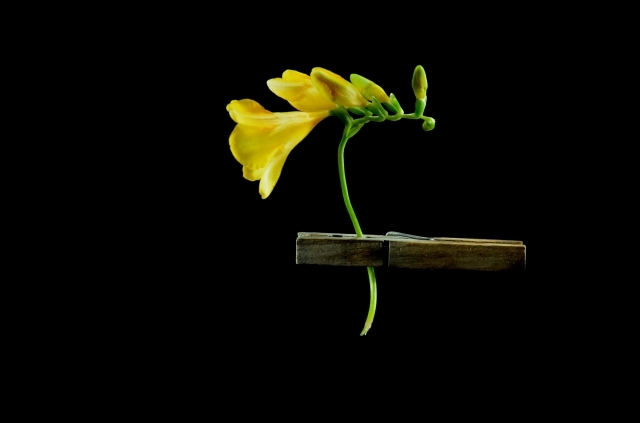 Freesias in a wooden clothes peg