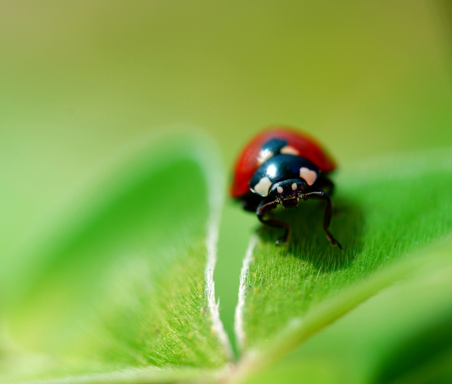 coccinella su trifoglio