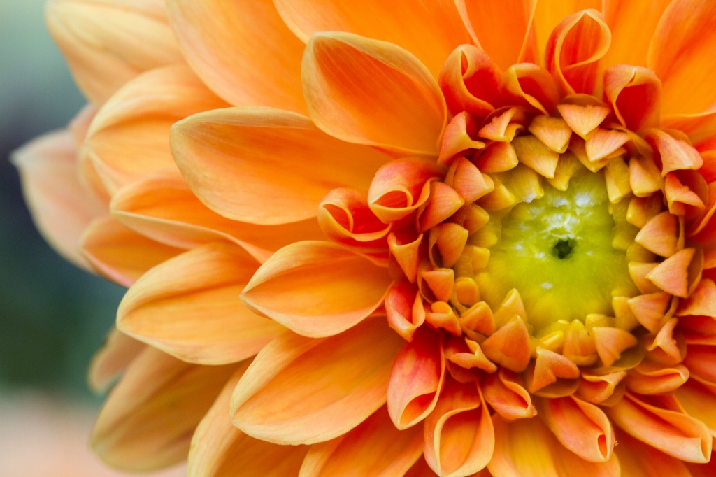 Arancio in fiore
