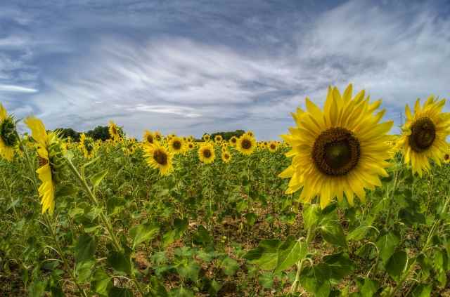 Girasoli