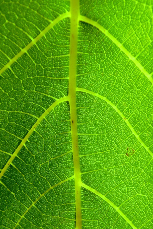 Nervature nel verde.