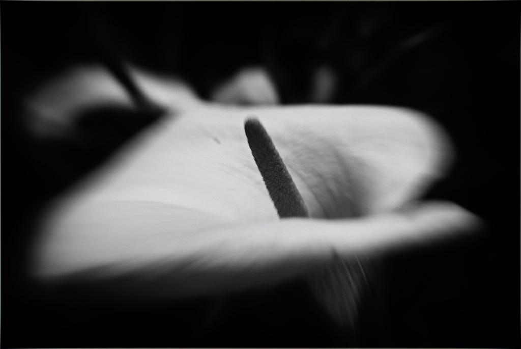 La calla