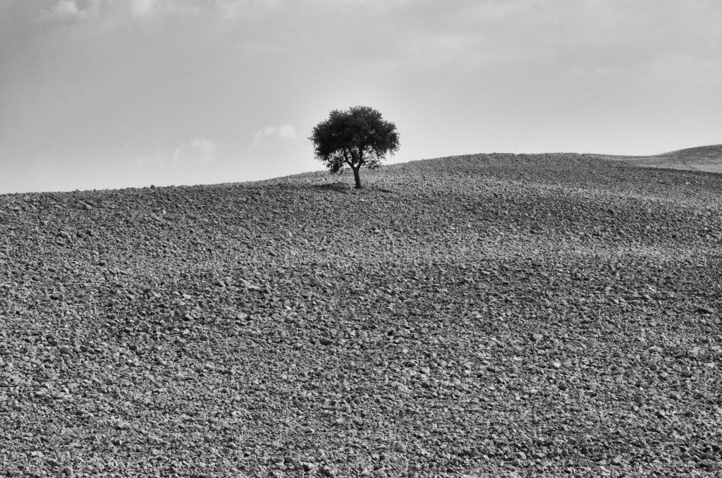 Arcaicità