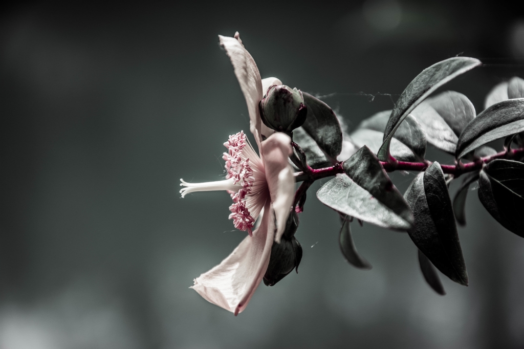 sguardo di un fiore