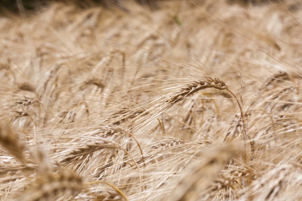 Spicchio di grano