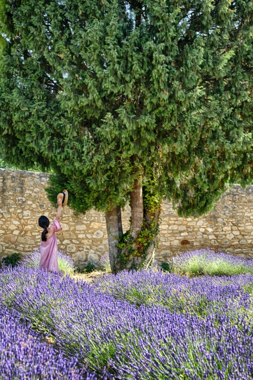 Lavanda in fiore