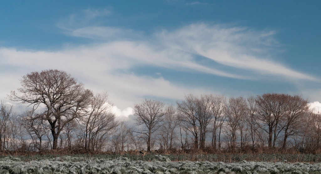 Alberi di periferia