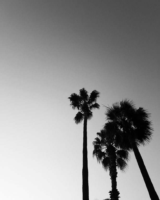 palm tree