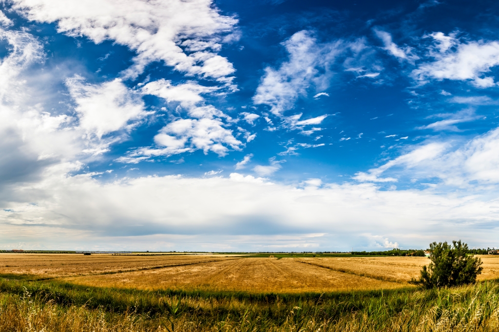 Grano sul Delta del Po