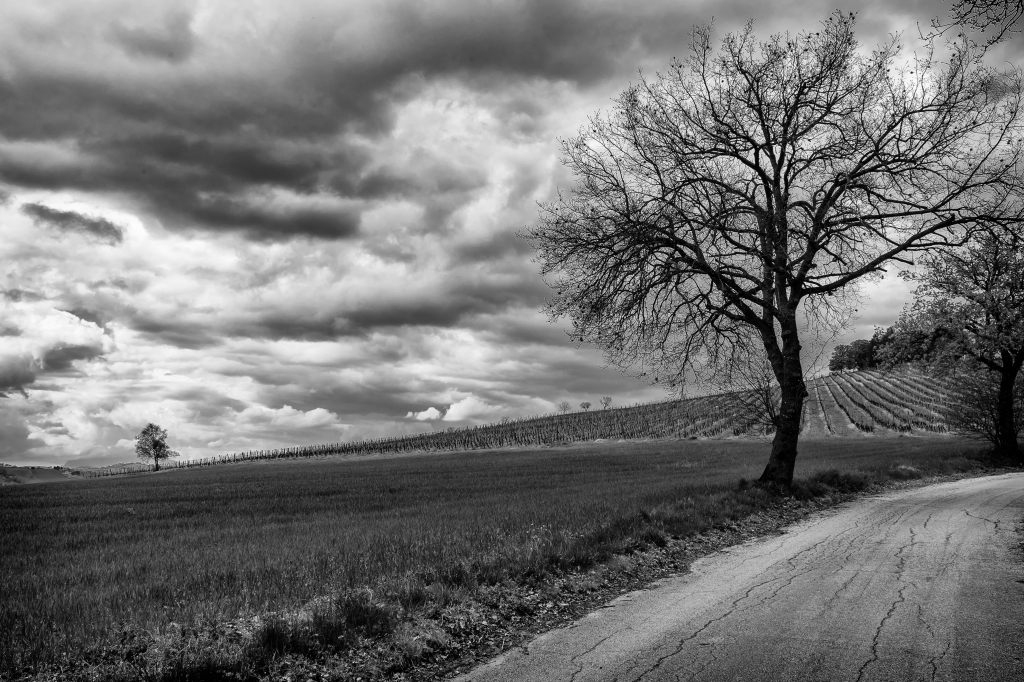 colline marchigiane