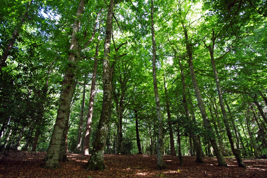 Foresta