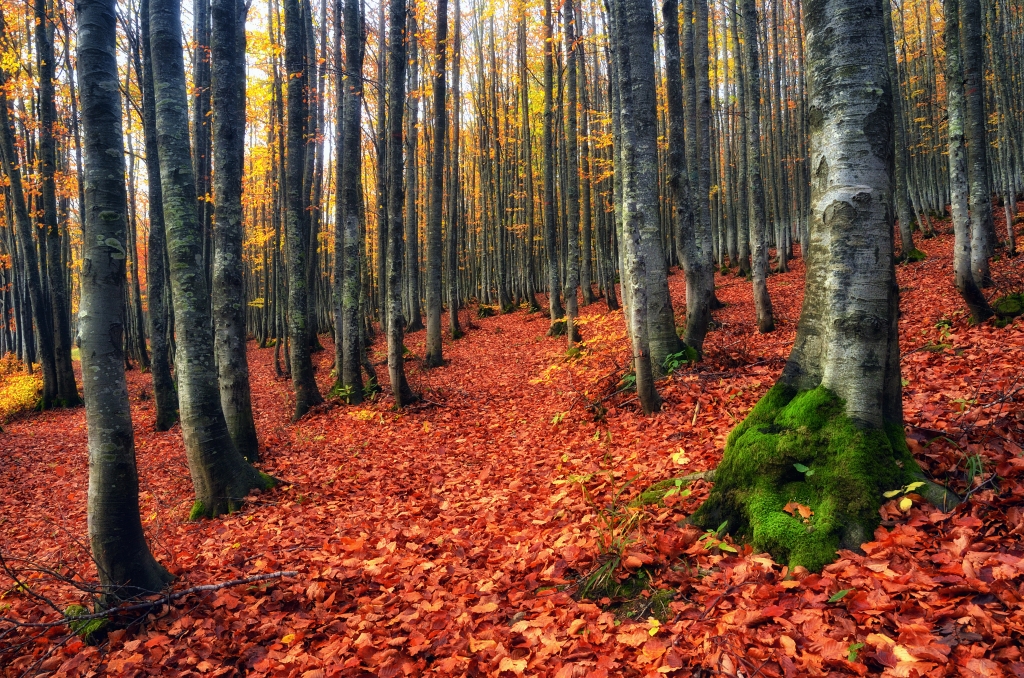 colori d' autunno