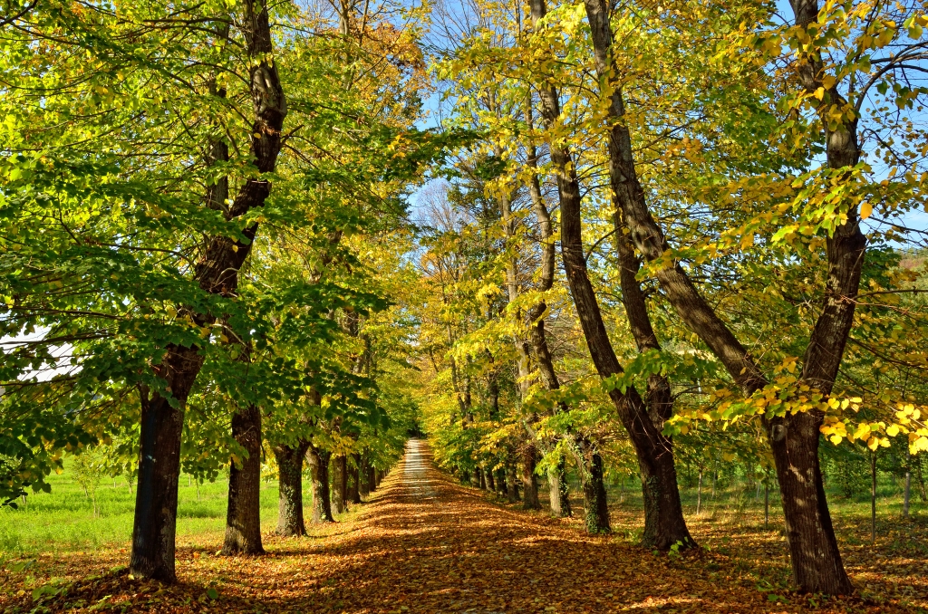 viale  in autunno