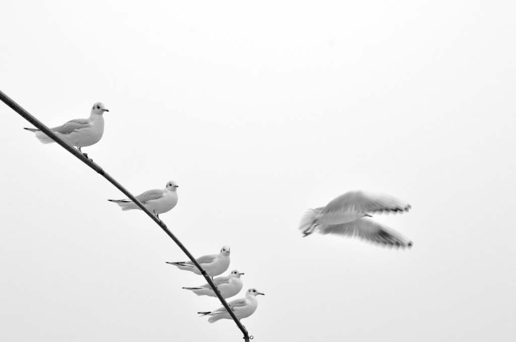 gabbiano in volo