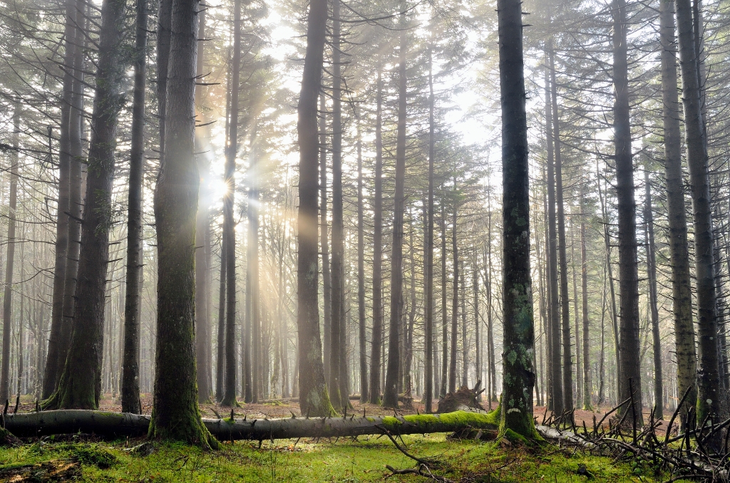 raggio di sole nel bosco