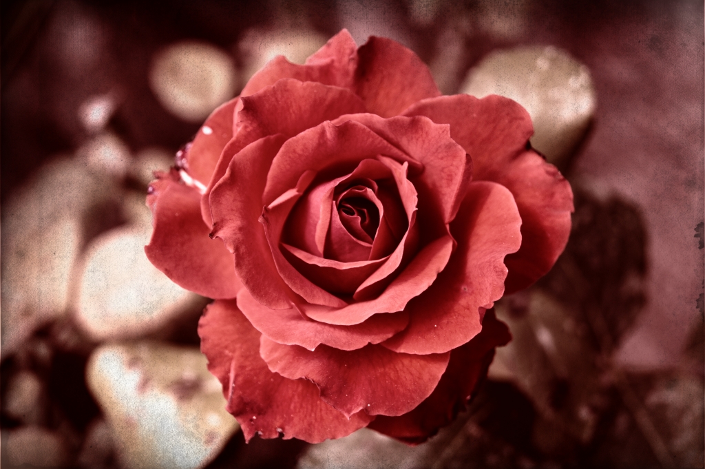 Rosa rosso antico