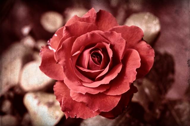 Rosa rosso antico