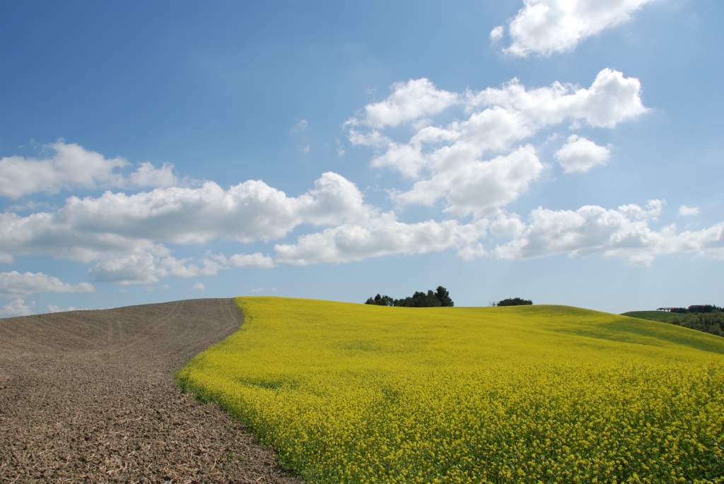 Paesaggio Toscano