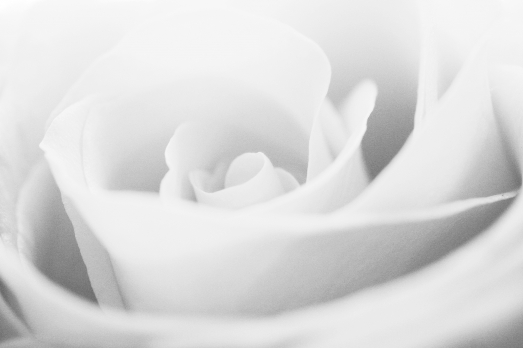 Whiterose