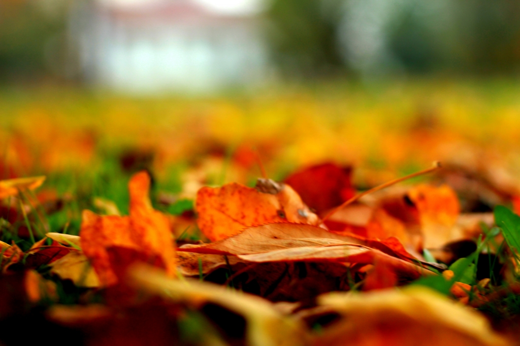 Colori d'Autunno