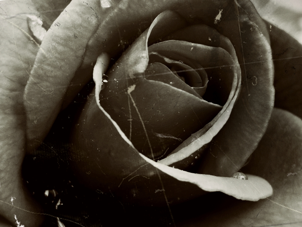 Rosa (Bianco&Nero)