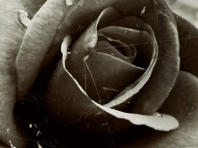 Rosa (Bianco&Nero) · vivianeditor