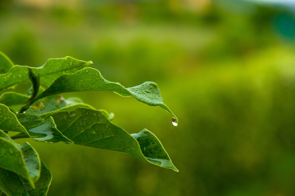 during the rain
