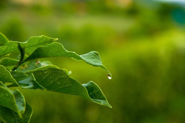 during the rain