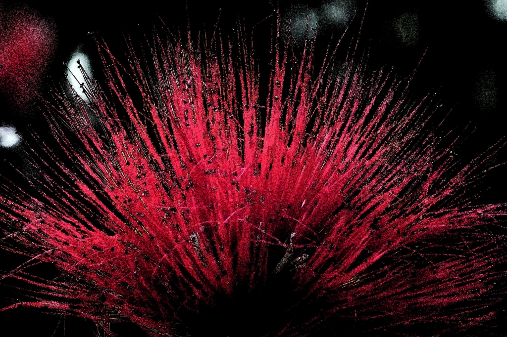 Floreal Explosion