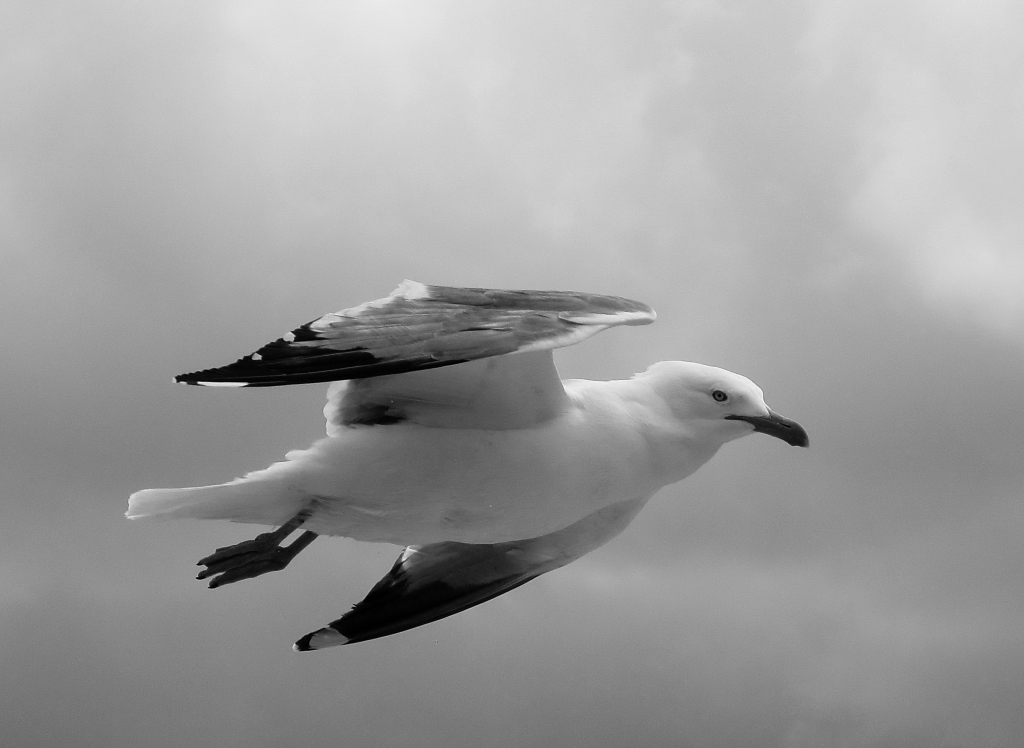 In VOLO