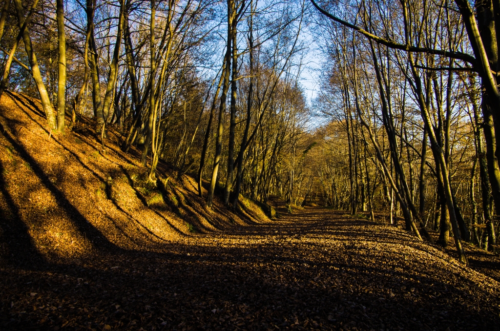 Autunno nel bosco