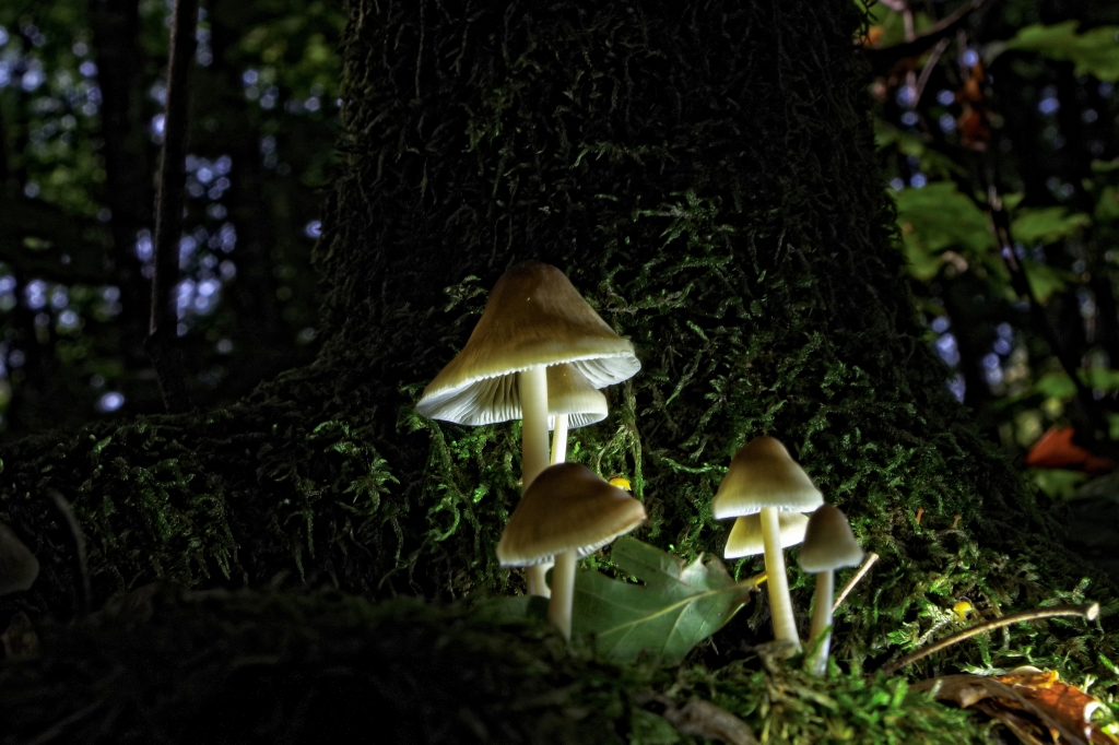 Sottobosco