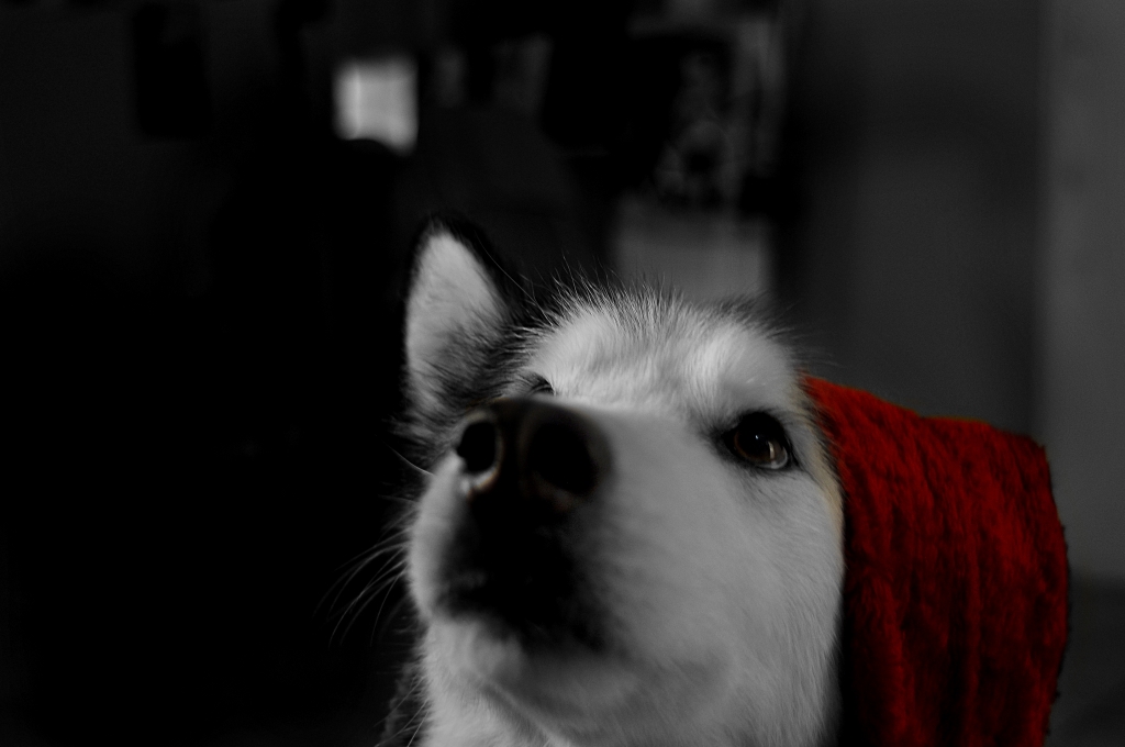 Alaskan Malamute