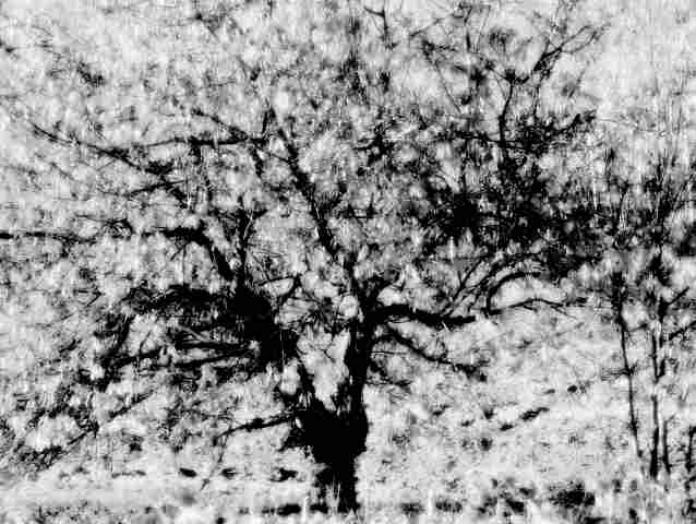 arbre magique