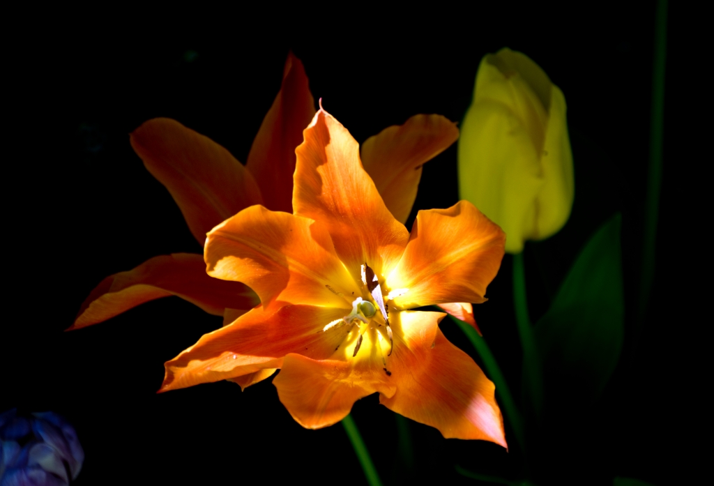tulipano su sfondo scuro