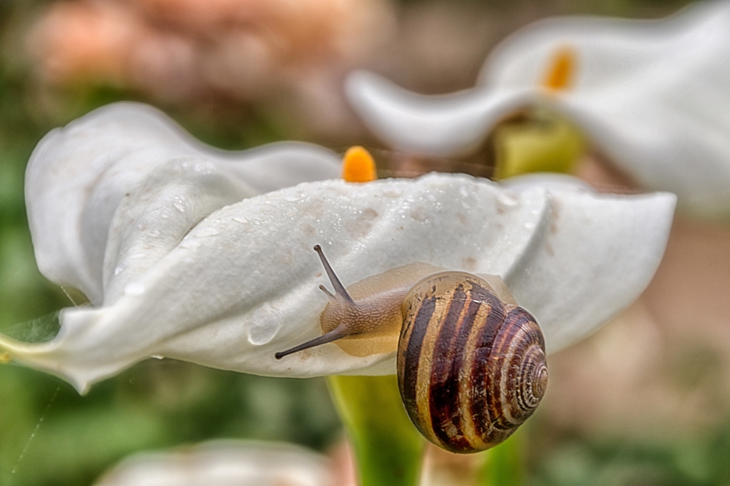 Leggera calma