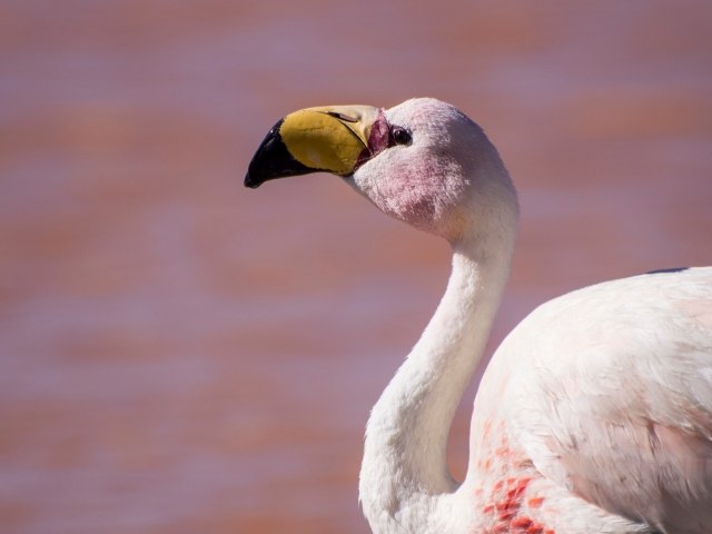 Pink Flamingo