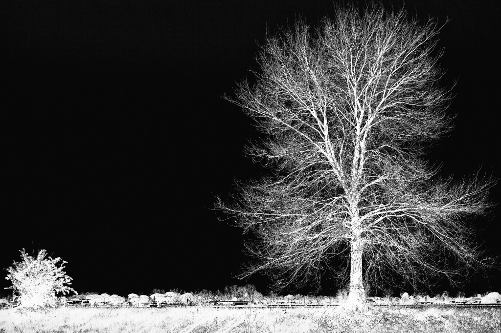 Albero